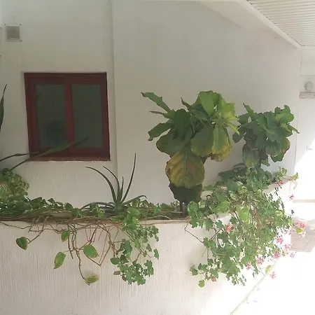 C101 Balandros Palm-mar